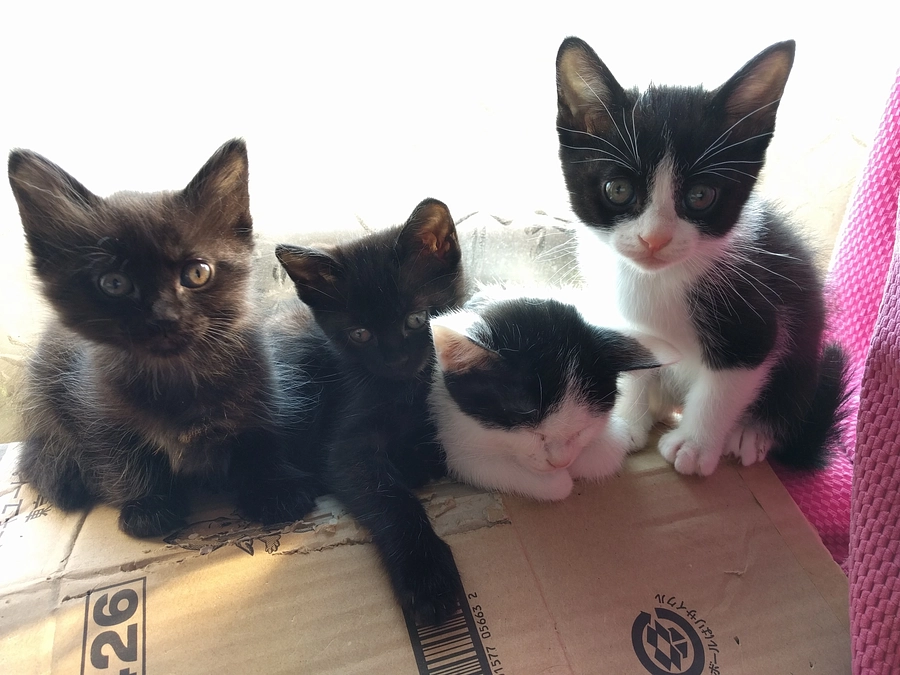 温かいご支援ありがとうございます、猫の為、人の為、地域の為頑張ります。