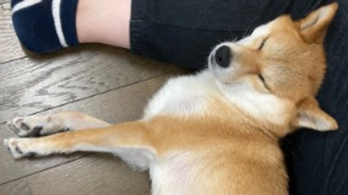 甘えん坊になっています