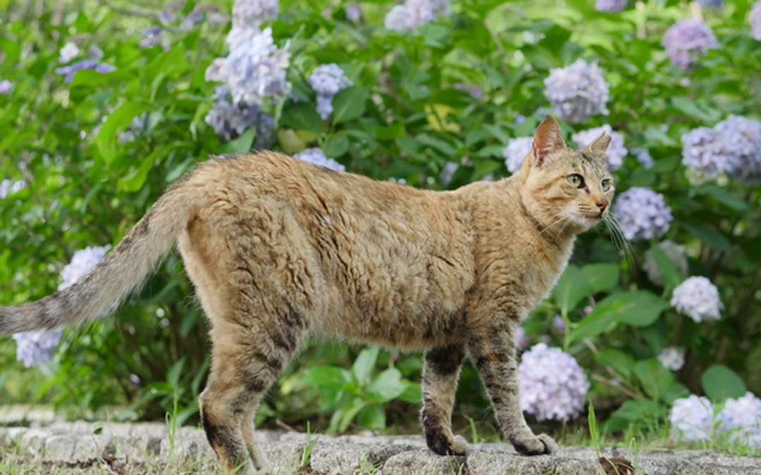 6月さくらねこ無料不妊手術実施予定数