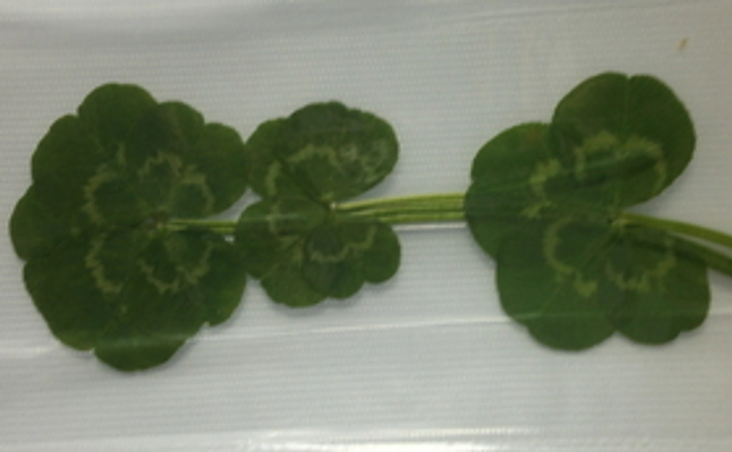 応援してくれたうえに、ゲームも試してくれるんですか？！ありがとう！！