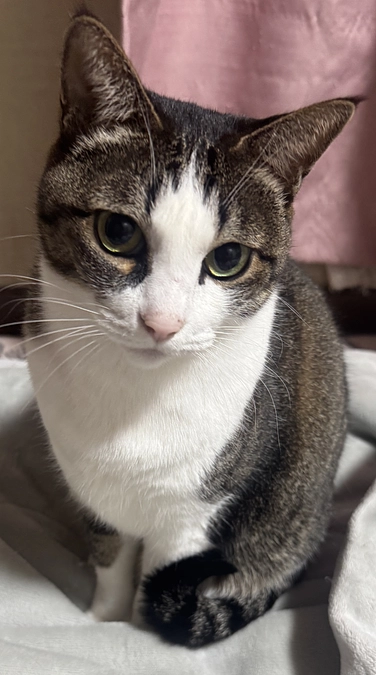 《5匹目》ツンデレ三世【猫紹介】