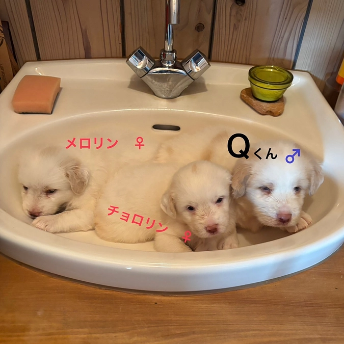 【速報！レスキュー案件！】崩壊現場から子犬が来るよー！