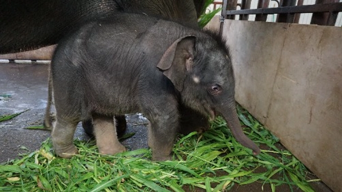 獣医師　川上先生からのメッセージ☆ゾウの繁殖について