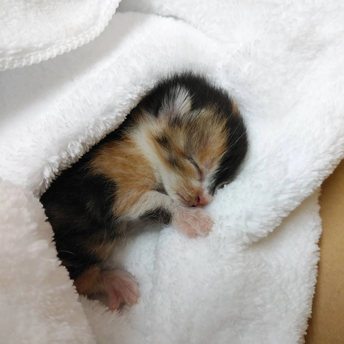 はちねこさんより応援メッセージをいただきました