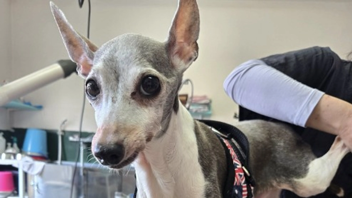 社会福祉協議会からの依頼で保護。行政とも連携し、動物愛護だけでなく福祉活動も協力