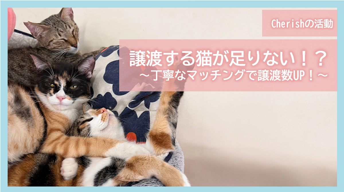 Cherishの活動｜譲渡する猫が足りない！？～丁寧なマッチングで譲渡数UP！～