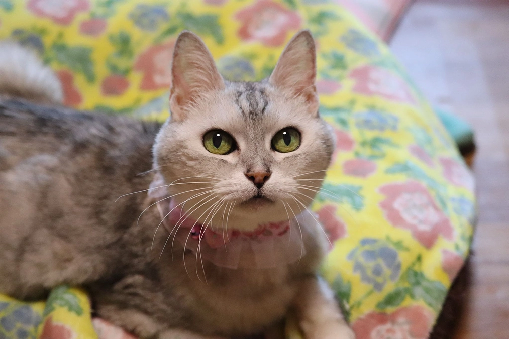 「キャシーさん20歳のお祝いコース」デザインが決まりました！