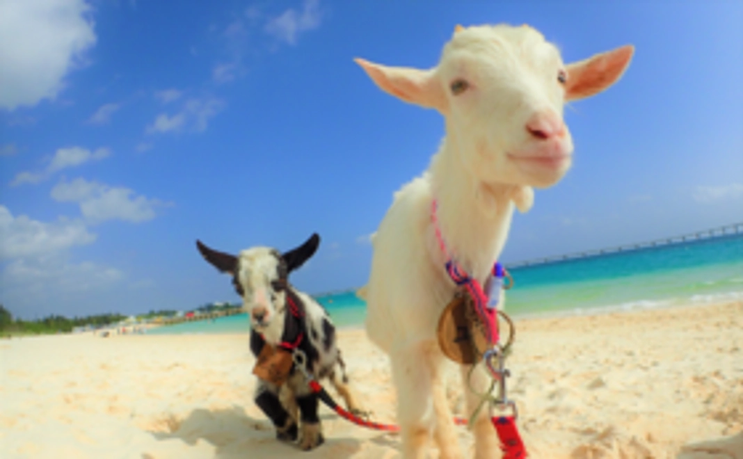 【グッズ】可愛いヤギたちのポストカードセット