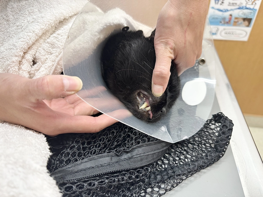 頻回な嘔吐で受診しました