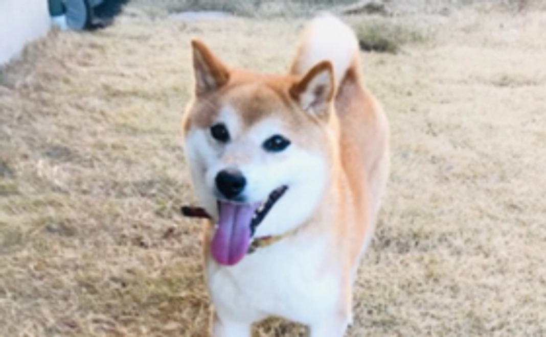 しつけカウンセリングコース