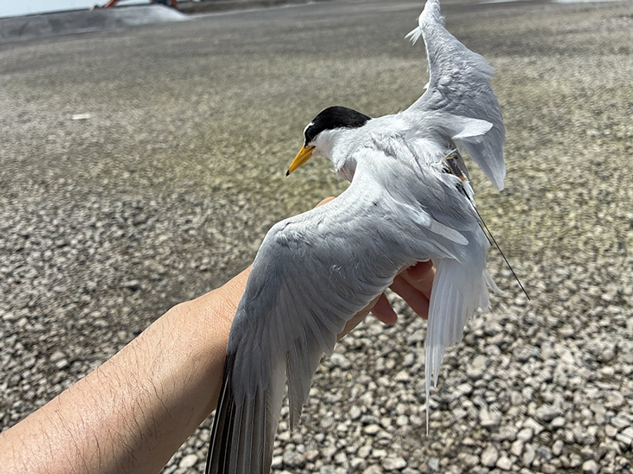 コアジサシの調査を実施しました