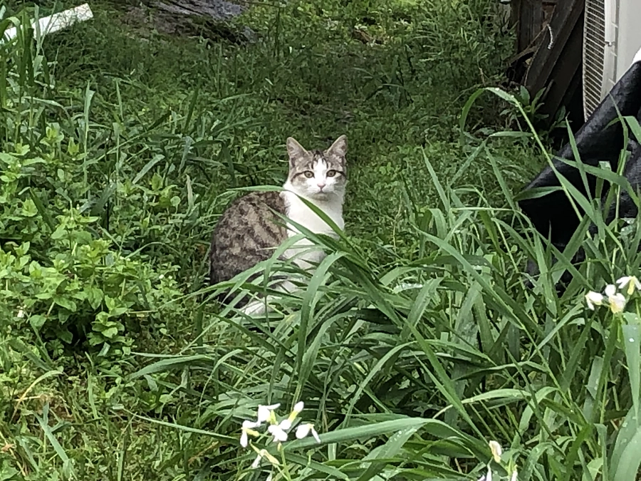猫の捕獲について