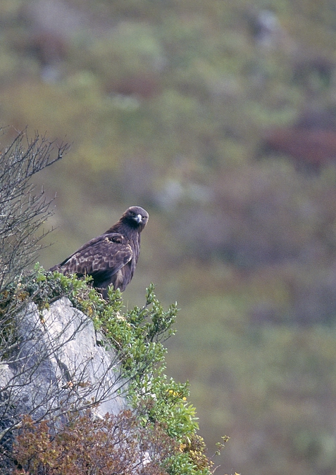 第4回伊吹山イヌワシ観察会のお知らせ