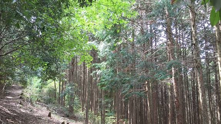 祖父母が残した山で農業をして、採れた作物を子供食堂へ寄付したい。