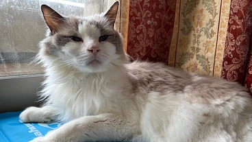 重度の慢性腎不全になったソラ君と少しでも長く一緒にいる為に力を のトップ画像