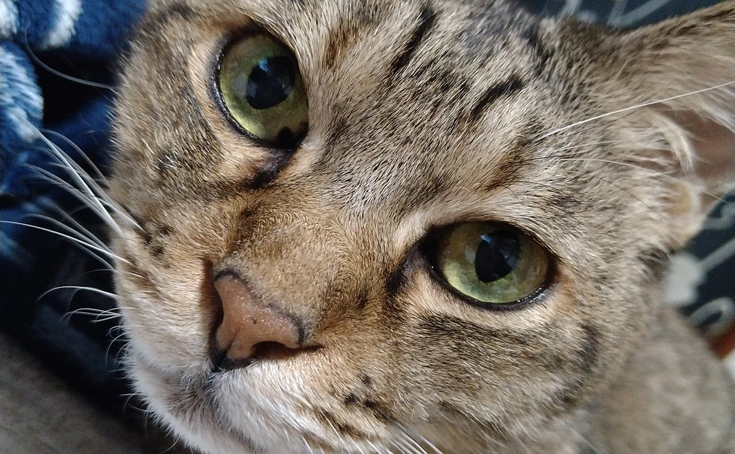 リターン不要・かつおちゃん支援（1000円）