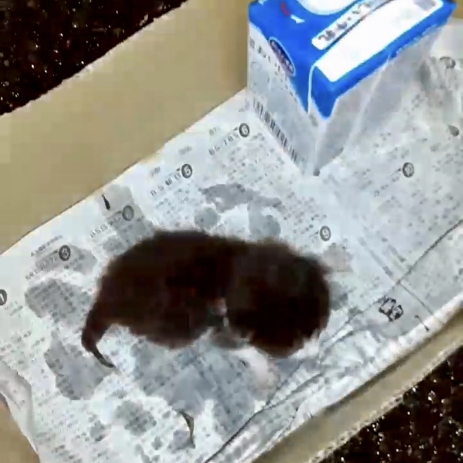 負傷子猫の保護と乳飲み子の遺棄