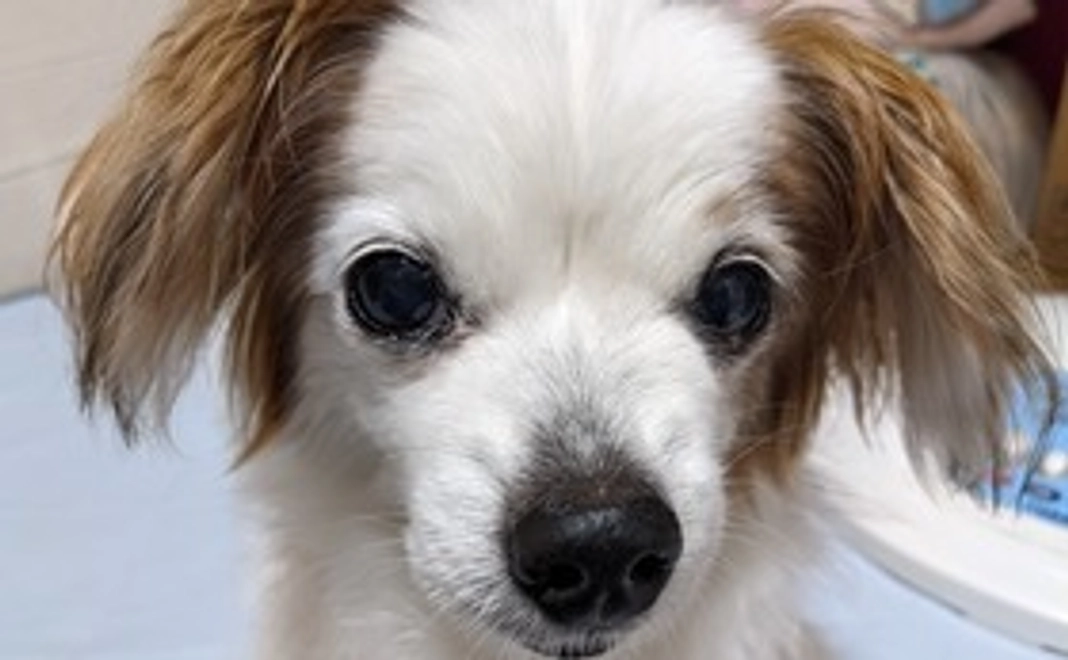 お願いします。