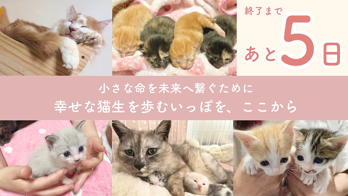 【終了まで残り5日！】皆さまの温かいご支援に感謝いたします。