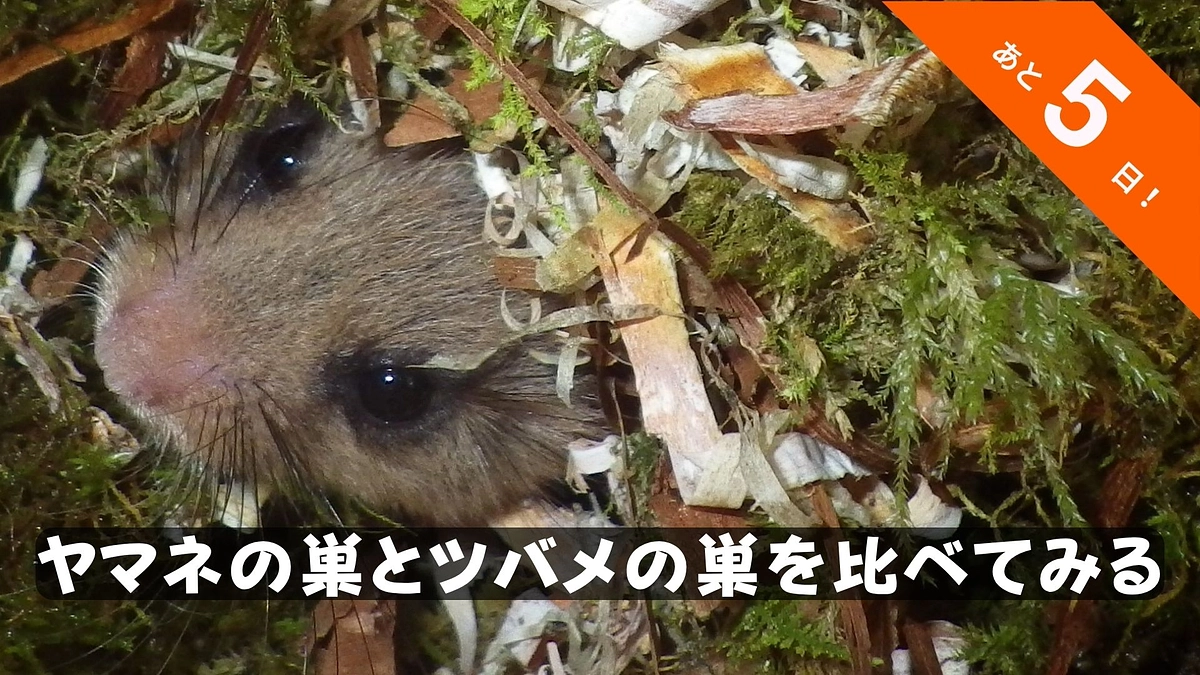 🐾いきものフィールド日記 #10『ヤマネの巣とツバメの巣を比べてみる』