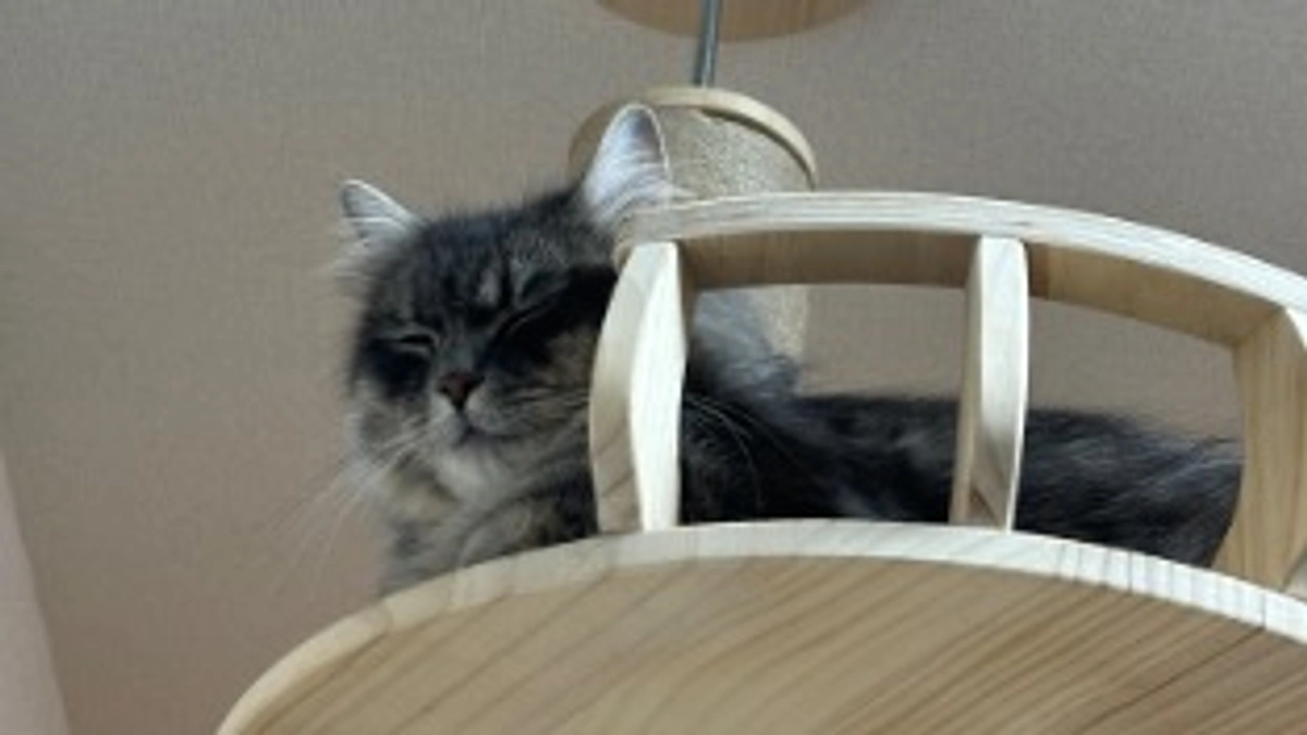 支援金が入金されました🙇‍♀️