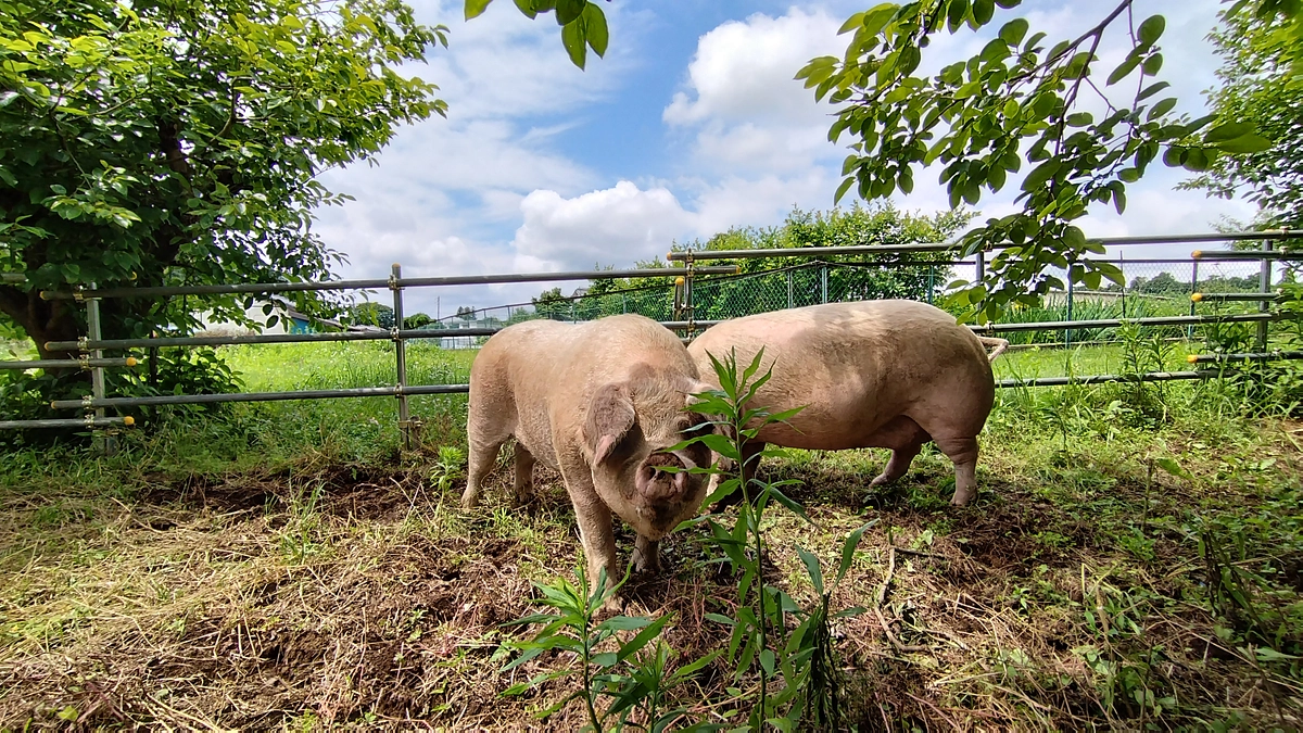 風太＆そらを紹介します。サンクチュアリ謳歌してます！