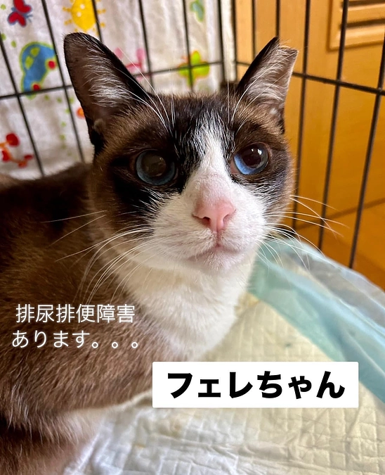 フェレちゃん感染症と闘ってます。。。