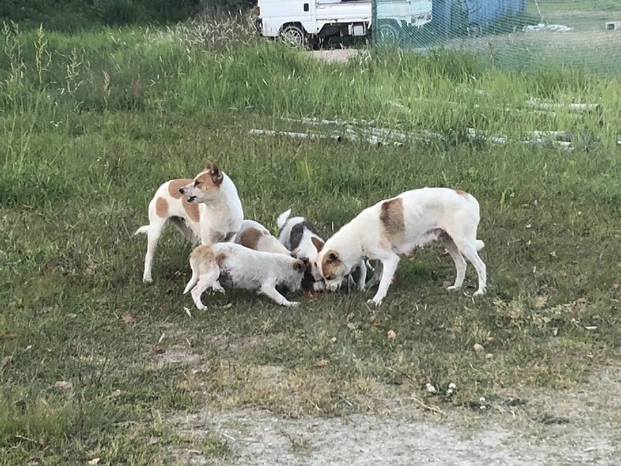 【支援者様300人突破！】福岡の野犬捕獲されているK様から応援メッセージをいただきました！