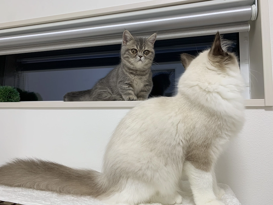 投薬47日目、どるの友達