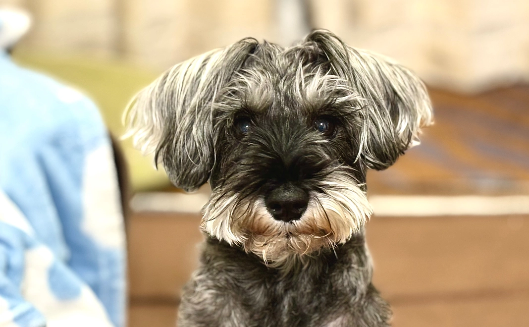 ロイの応援コース