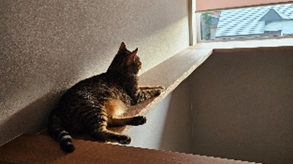 お引越し完了🏠