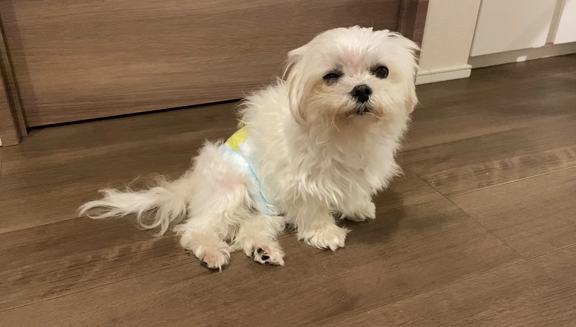 お願いします🙏🏻 萌萌手術救命計画の支援をお願いします