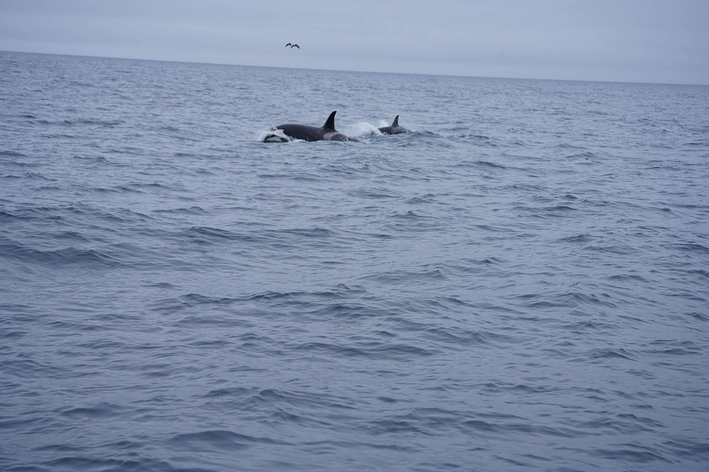 2024年度　修論報告