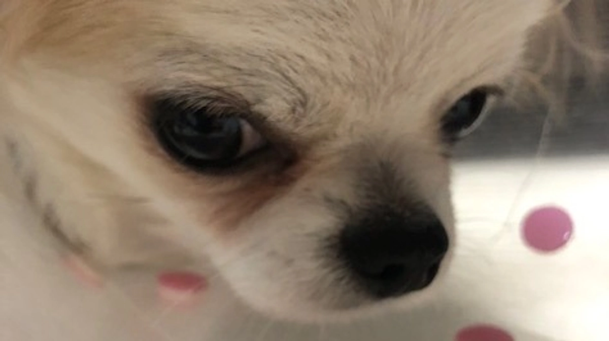 ”術後の経過報告⑤”です。