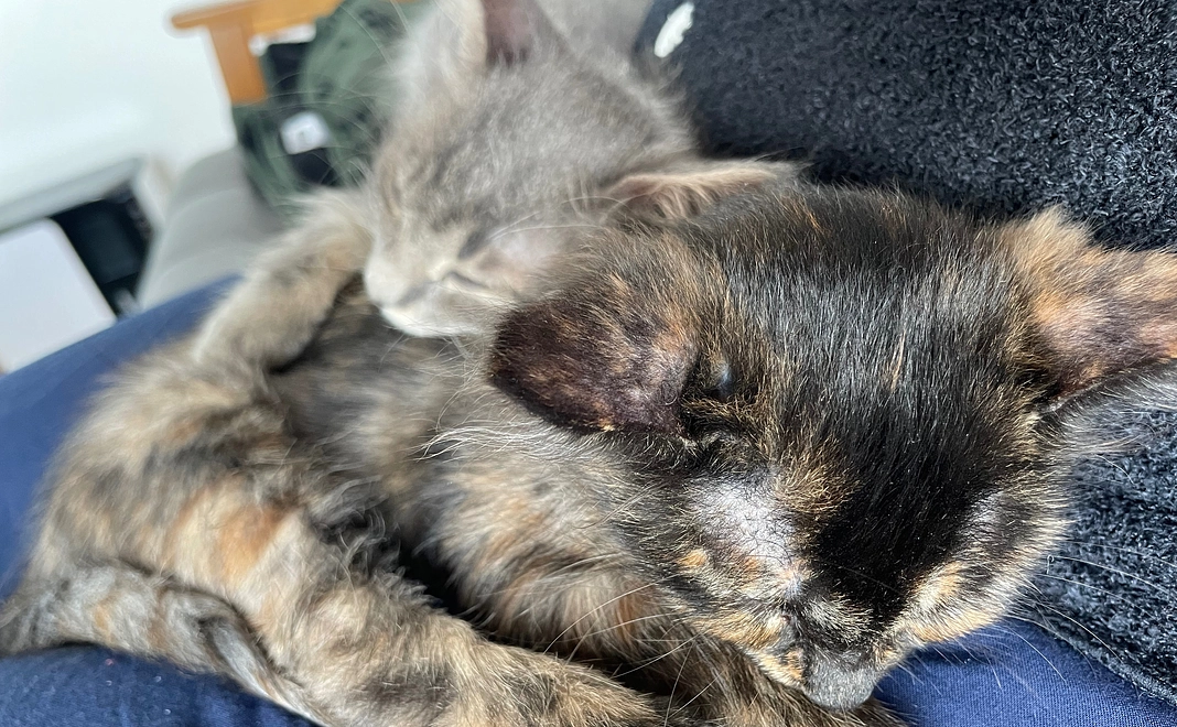 アッシュ&ステラ応援!¥1,000(リターン不要の方)