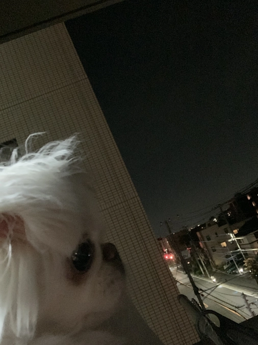 今日のこむぎの様子です🐶