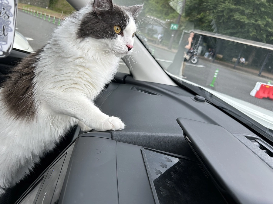 今までとこれから🐱