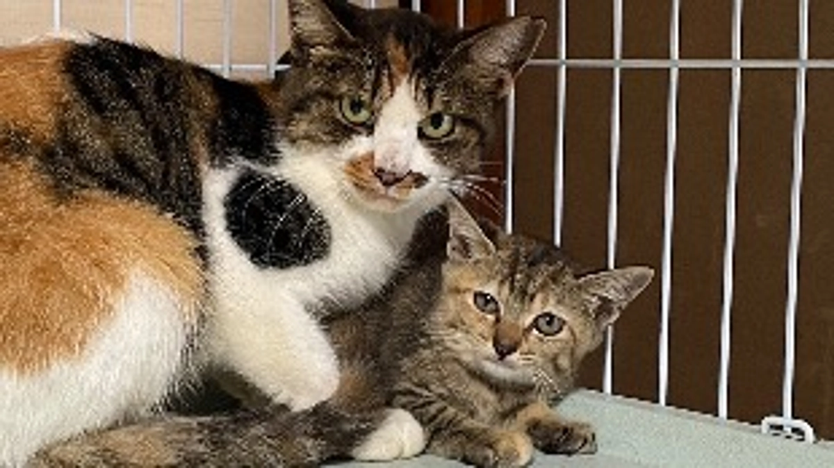 母子を保護しました