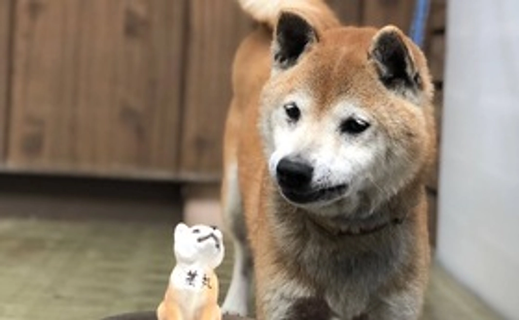 「茶丸」画像付き感謝メール