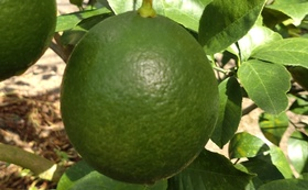 マイヤーレモン(ワックス、ダニ剤、防腐剤不使用)５キロ