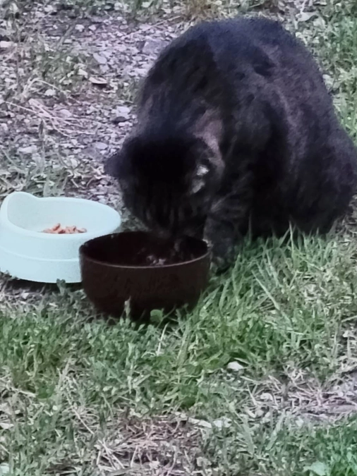 １日一回しかご飯食べれない地域猫達…