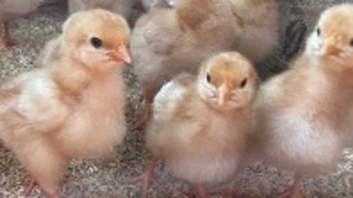 支払いを致しました。