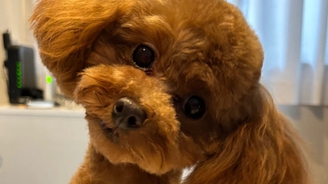 先天性門脈体外循環シャントの愛犬ゆむにご支援をお願いします のトップ画像