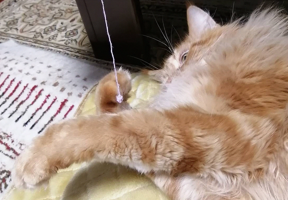 ご支援への御礼　いつも応援して頂きありがとうございます