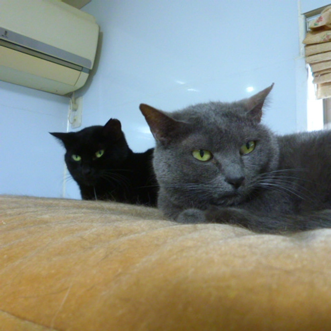 在籍猫紹介【タラソワちゃん＆プルカちゃん】