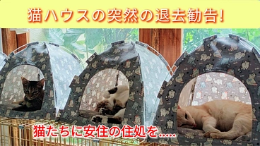 緊急!猫ハウスの退去勧告! 猫に住処を!! のトップ画像