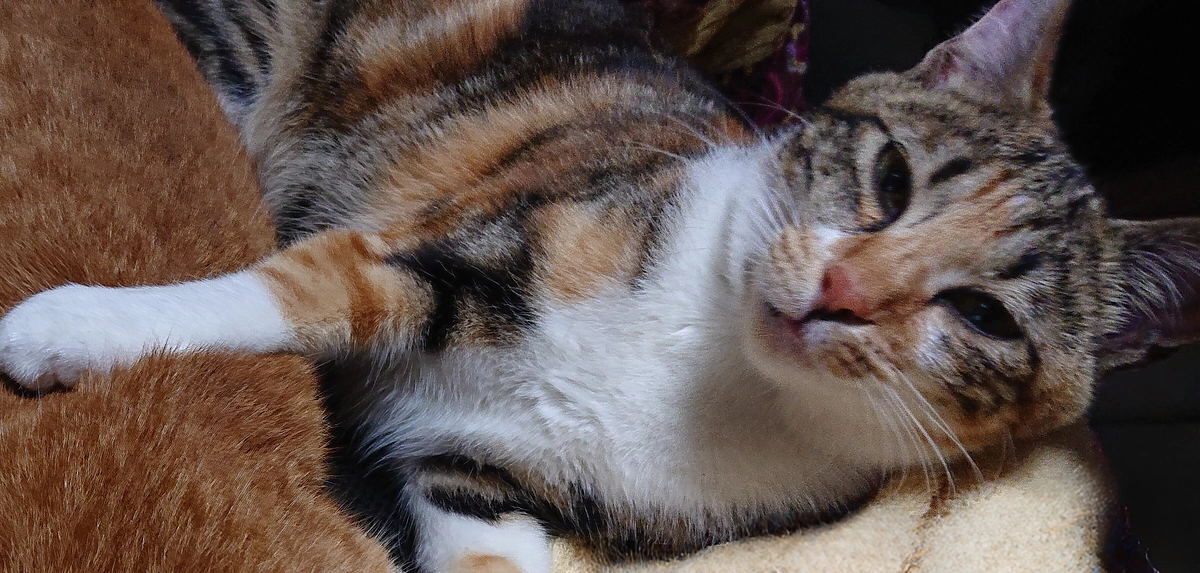 お願いしかなくて【にゃんずたすけたいより】