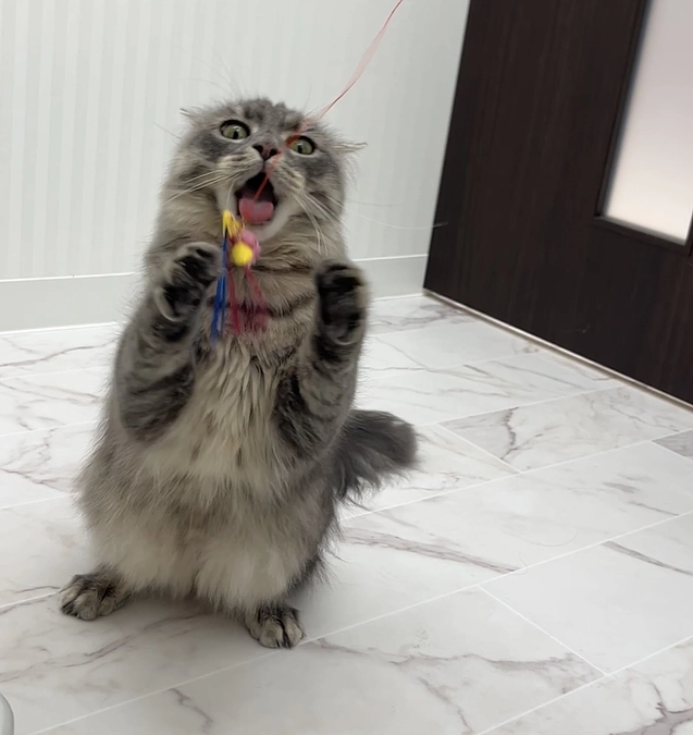 投薬57日目　先生に猫パンチ