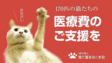 行き場のない猫170匹を守る。終いの棲家存続のため医療費のご支援を