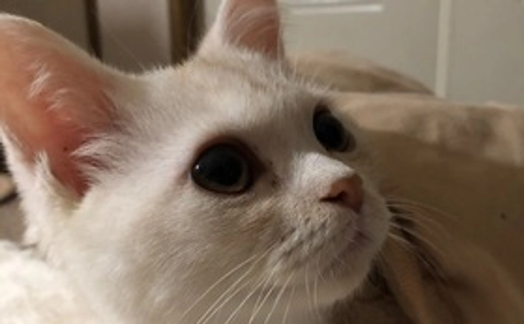 ブロン応援コース　1000